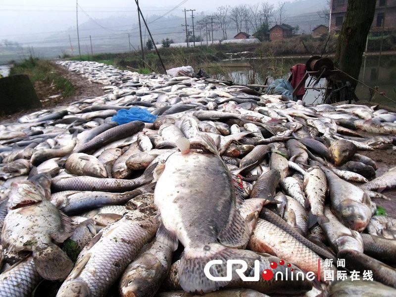 湖南魚塘數(shù)千斤魚遭毒手，生態(tài)悲劇引發(fā)社會(huì)關(guān)注熱議