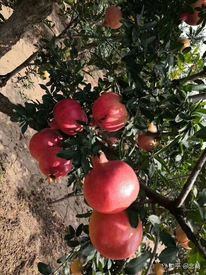 探索Cao榴最新地址，一場(chǎng)驚喜之旅的啟程