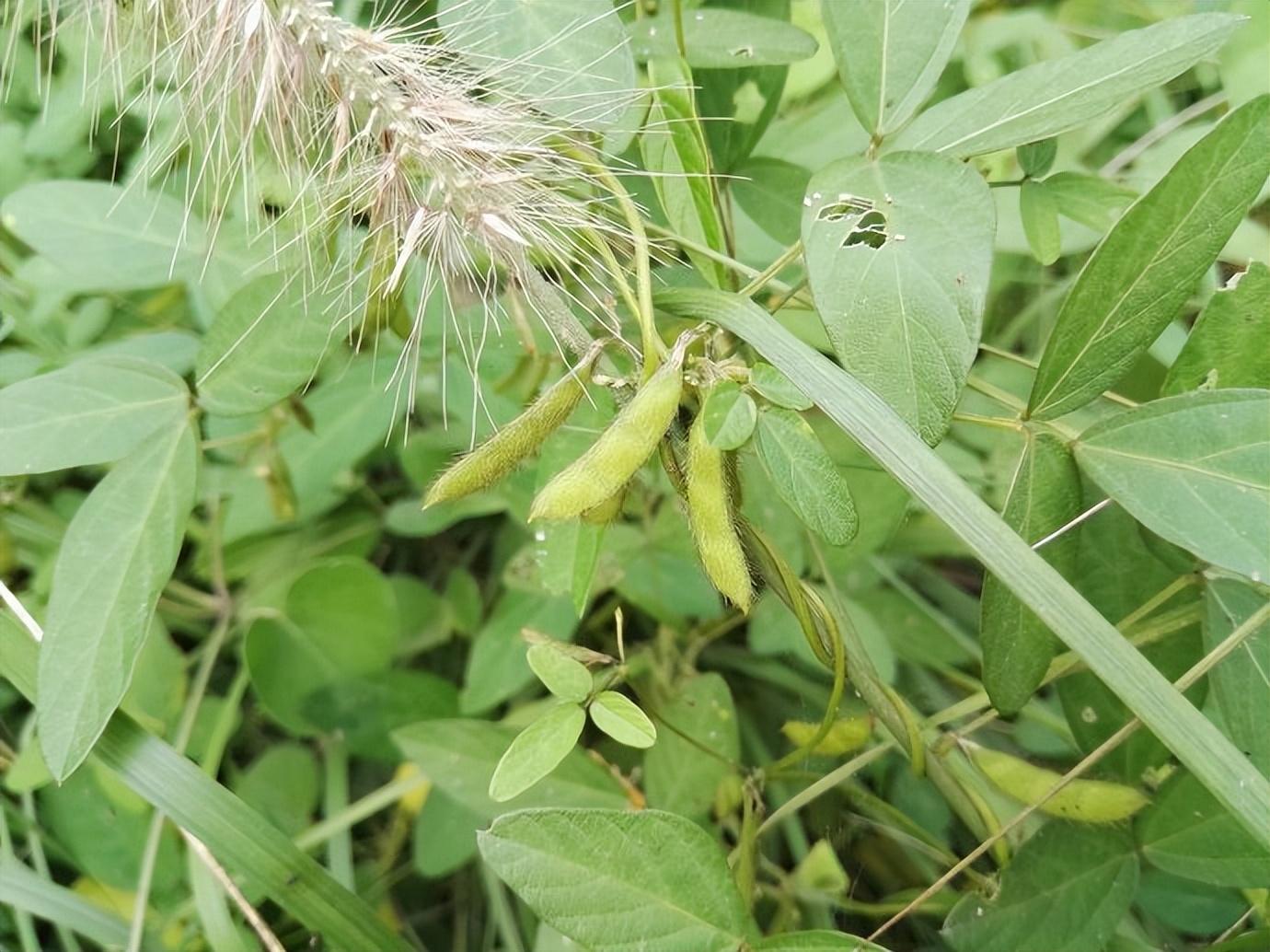 河南大豆價格最新行情分析與趨勢預測