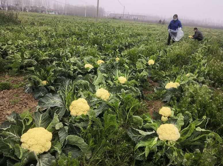 有機(jī)菜花產(chǎn)地最新價(jià)格動(dòng)態(tài)解析及市場(chǎng)分析